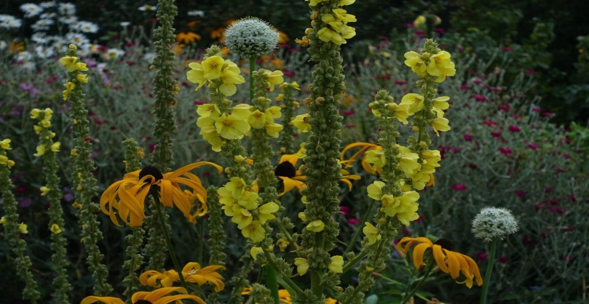 Frau Direktor Fuchs verabschiedet sich in den Ruhestand Frau Direktor Fuchs verabschiedet sich in den Ruhestand