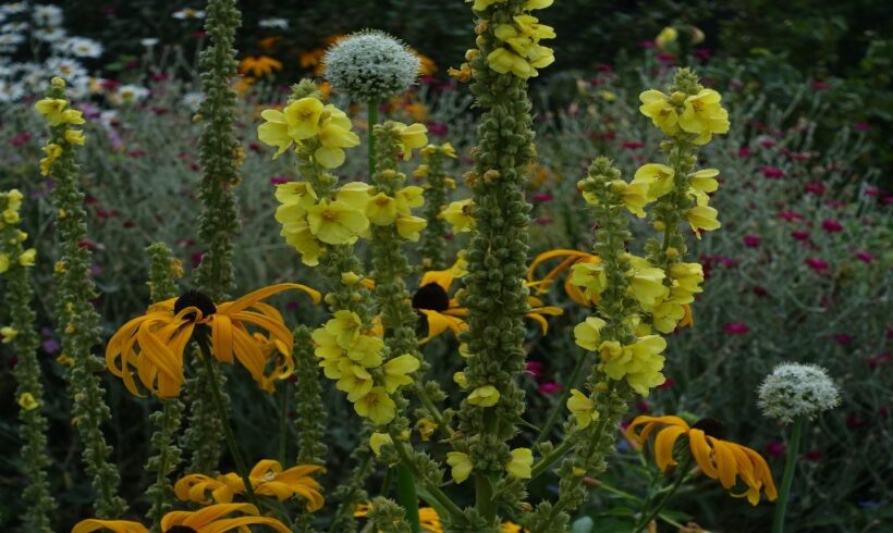 Frau Direktor Fuchs verabschiedet sich in den Ruhestand Frau Direktor Fuchs verabschiedet sich in den Ruhestand